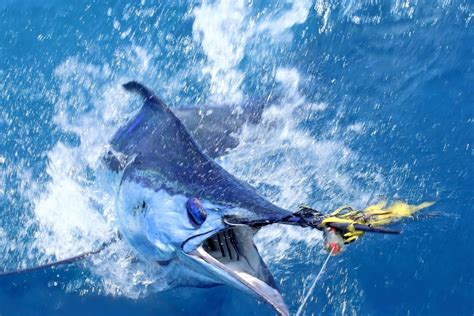 aruba fish|Fishing in ARUBA: The Complete Guide .